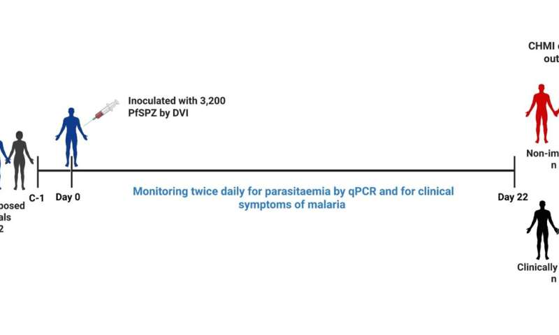 Cracking the code of natural malaria immunity: New study identifies the proteins behind disease protection