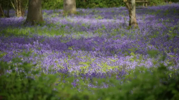 A field of bluebells with sunlight coming through.