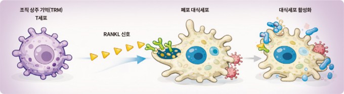 발리 풀렌드란 미국 스탠퍼드대 의대 미생물학·면역학과 교수팀은 대식세포, 호중구와 같은 선천 면역세포가 자극에 반응한 후, 다른 자극이 들어왔을 때 더 강하게 반응하는 이유를 밝혔다. 조직 상주 기억 T세포가 분비하는 RANKL 단백질이 선천 면역세포를 활성화된 상태로 만들기 때문이다. 연구팀은 해당 기전을 밝힌 뒤 선천 면역계를 자극하는 지질 나노입자 제형의 백신을 개발하고, 동물 쥐 실험에서 3개월 동안 훈련된 선천 면역이 활발하게 유지되는 것을 확인했다.. CHAT GPT 생성이미지