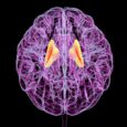 Human brains reap more benefits from exercise as fitness improves
