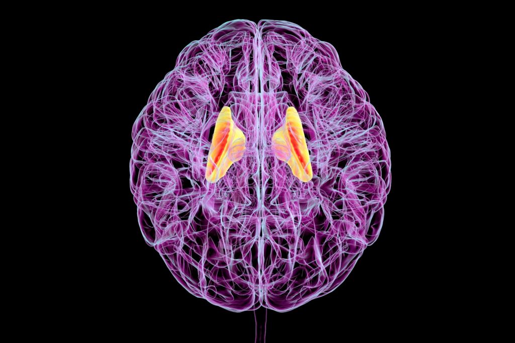 Human brains reap more benefits from exercise as fitness improves