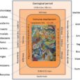 Evolution of Innate Immunity: Clues from Invertebrates via Fish to Mammals