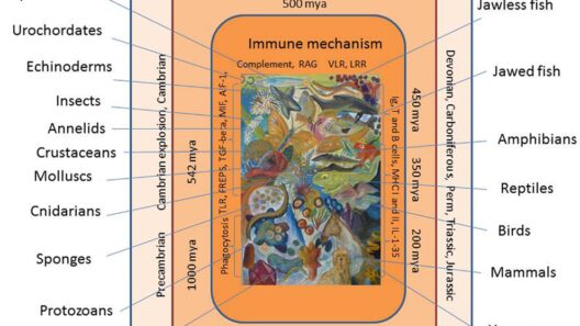 Evolution of Innate Immunity: Clues from Invertebrates via Fish to Mammals