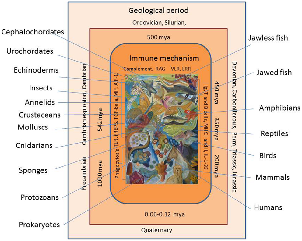 Evolution of Innate Immunity: Clues from Invertebrates via Fish to Mammals