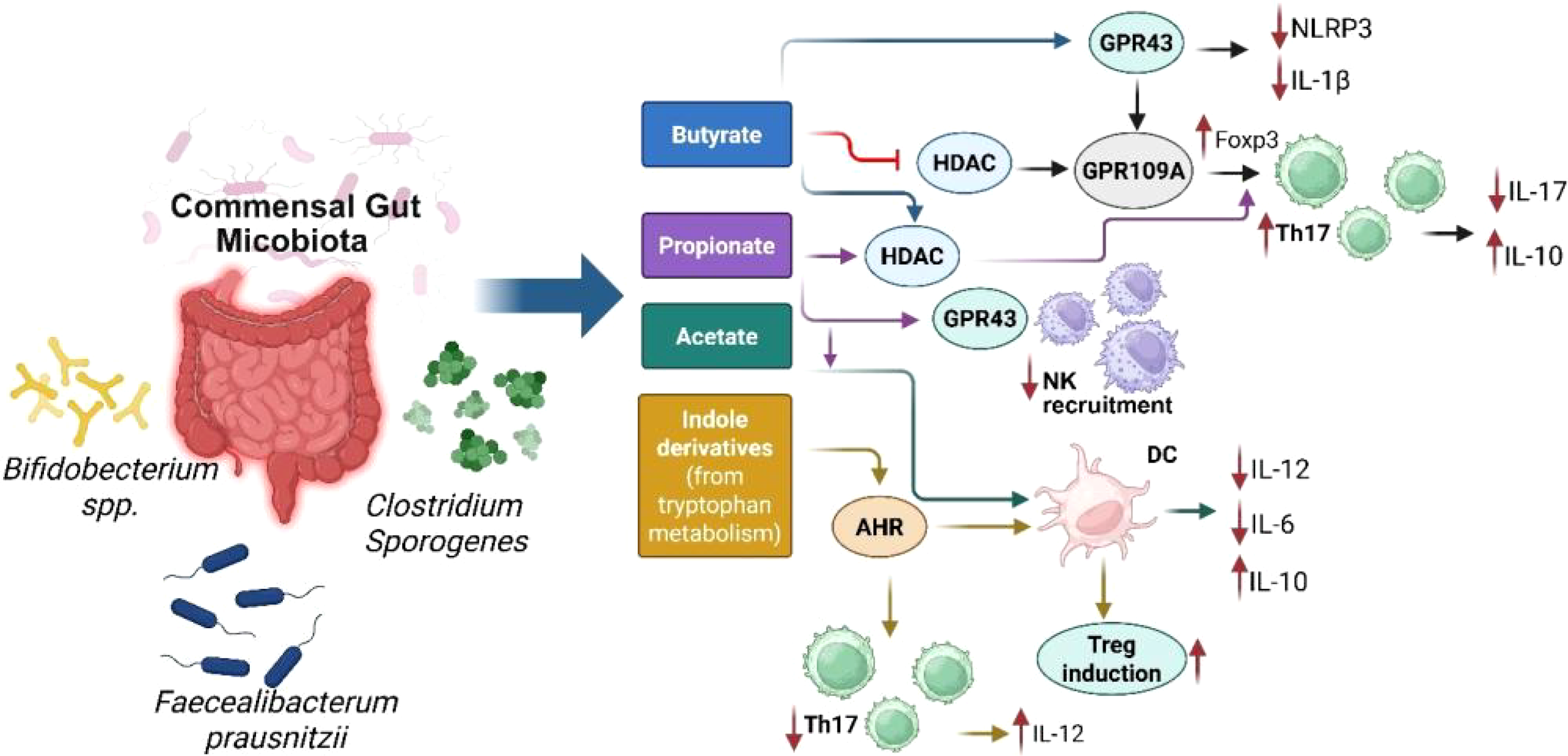 Diagram illustrating gut microbiota interactions with the immune system. Sections show different microbes like *Helicobacter* and *C. sporogenes* affecting various immune cells and cytokines. Highlights include RORγT, IL-17A, Th17 cells, and pathways influencing inflammation, tissue homeostasis, and immune regulation. Arrows indicate impacts on inflammation and cytokine production, affecting gut and muscle health.