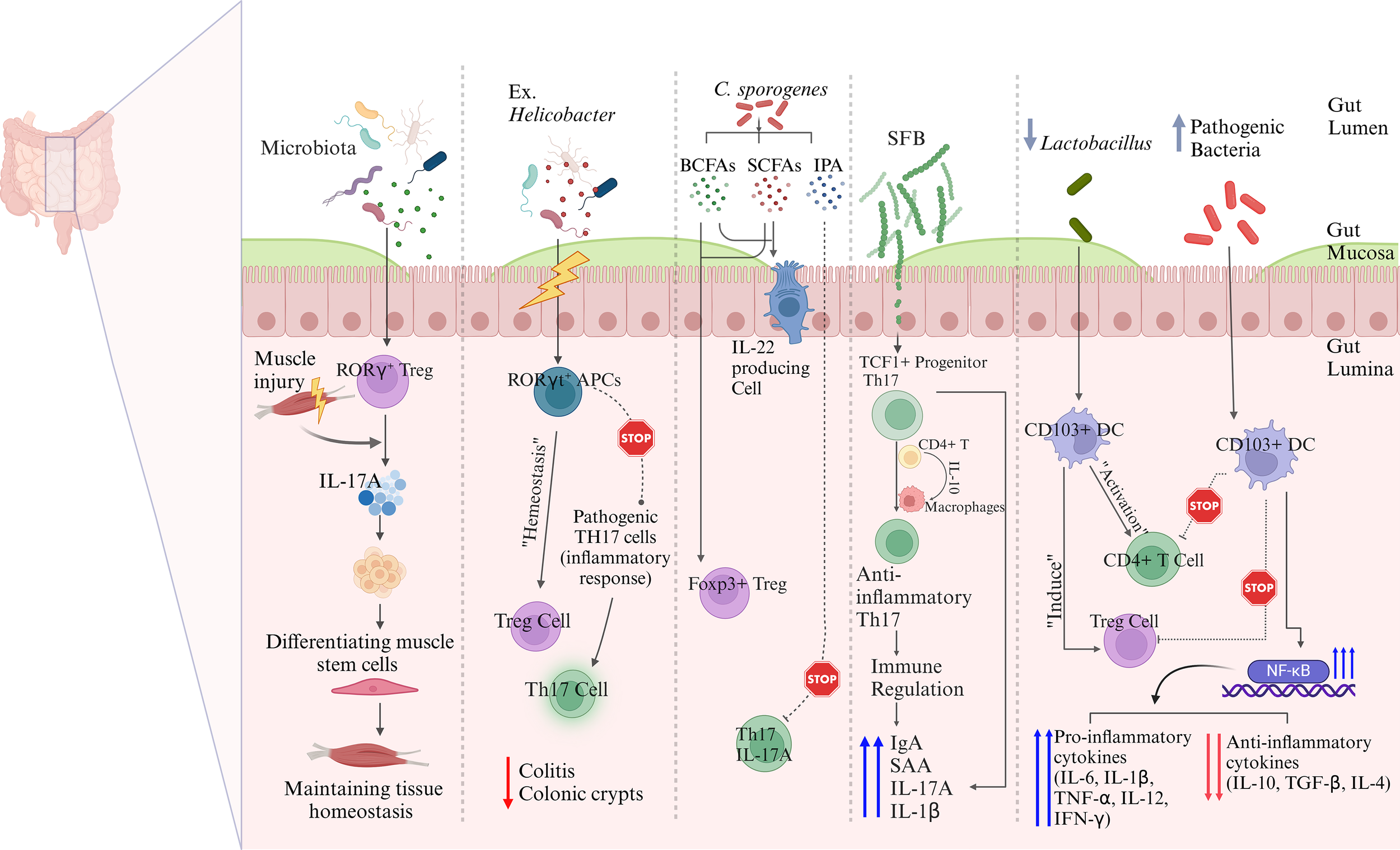 Diagram illustrating the interaction between commensal gut microbiota and the immune system. Components include gut bacteria like Bifidobacterium spp., Clostridium sporogenes, and Faecalibacterium prausnitzii, leading to production of metabolites such as butyrate, propionate, acetate, and indole derivatives. These influence immune pathways, recruiting natural killer cells, influencing Th17 cells, regulating cytokines like IL-1β, IL-17, IL-10, and inducing Treg through receptors like GPR43, HDAC, and AHR.