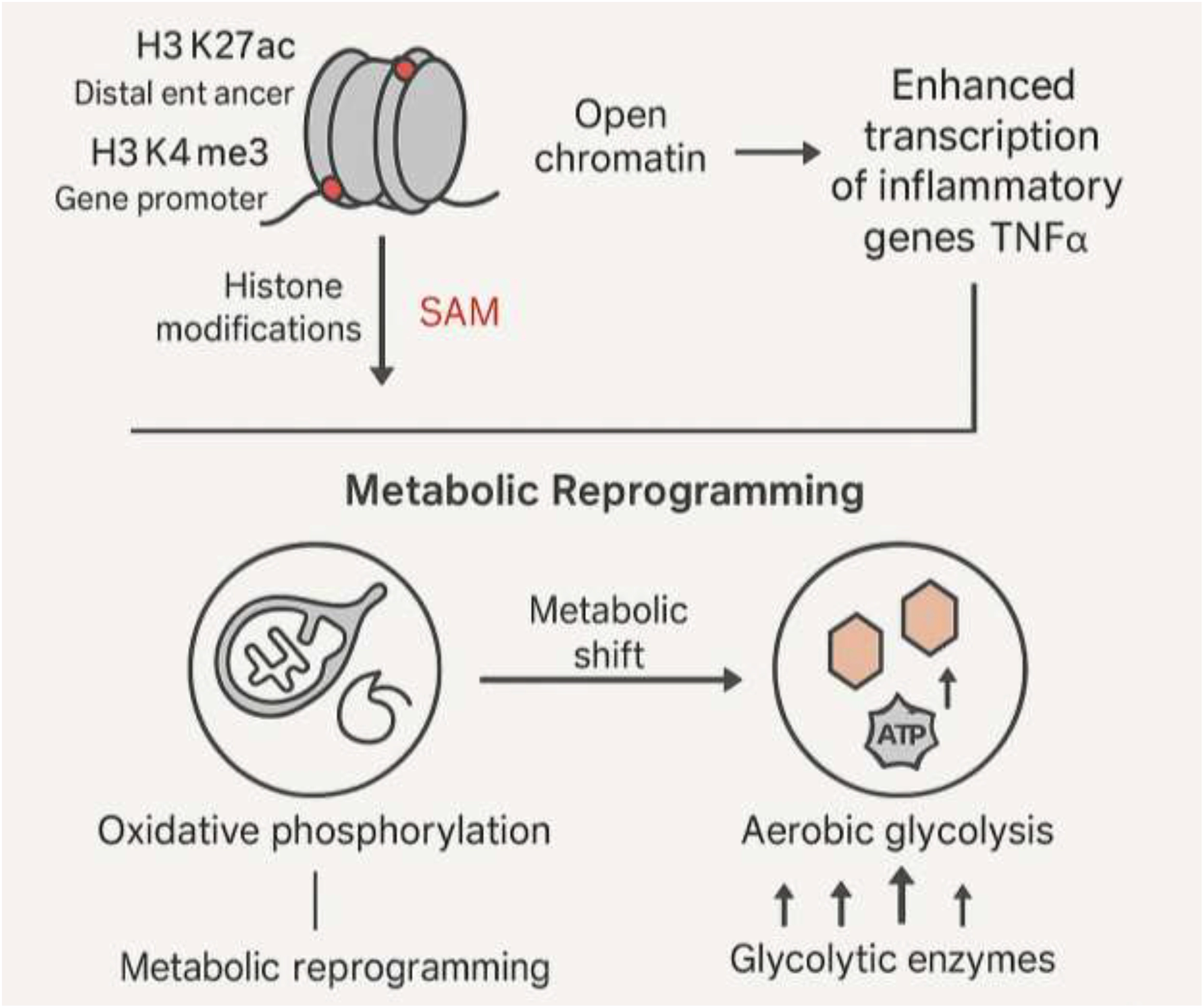 Diagram illustrating that histone modifications, including H3K27 acetylation and H3K4 trimethylation, driven by S-adenosyl methionine, lead to open chromatin and enhanced transcription of inflammatory genes, while metabolic reprogramming shifts cells from oxidative phosphorylation to aerobic glycolysis with increased glycolytic enzyme expression.