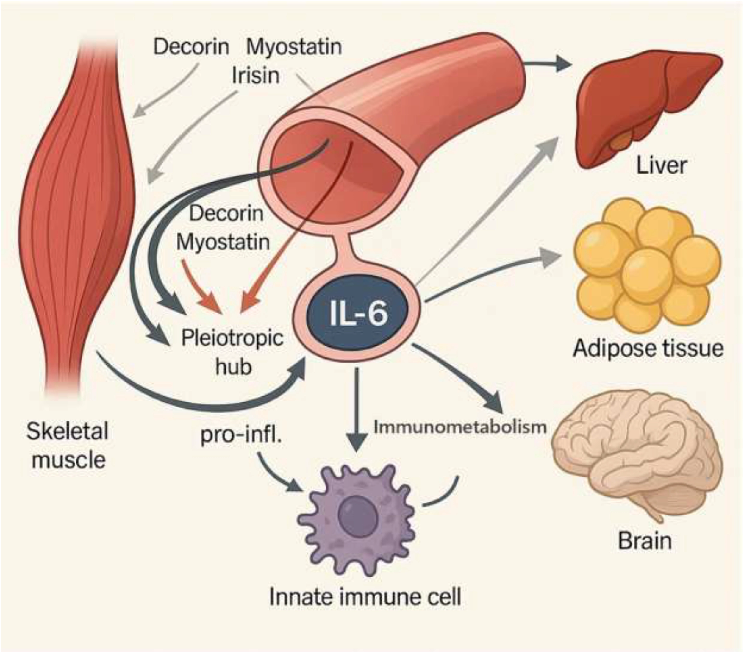 Diagram illustrating IL-6 as a pleiotropic hub regulating communication between skeletal muscle, liver, adipose tissue, brain, and innate immune cells; includes roles of decorin, myostatin, and irisin in muscle signaling.