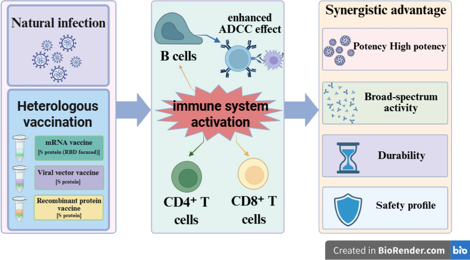 Flowchart illustrating how natural infection and heterologous vaccination approaches lead to immune system activation—via B cells, CD4+ T cells, and CD8+ T cells—resulting in enhanced ADCC effect and providing synergistic advantages such as high potency, broad-spectrum activity, durability, and safety profile.