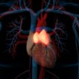 The thymus may play a significant role in overall health