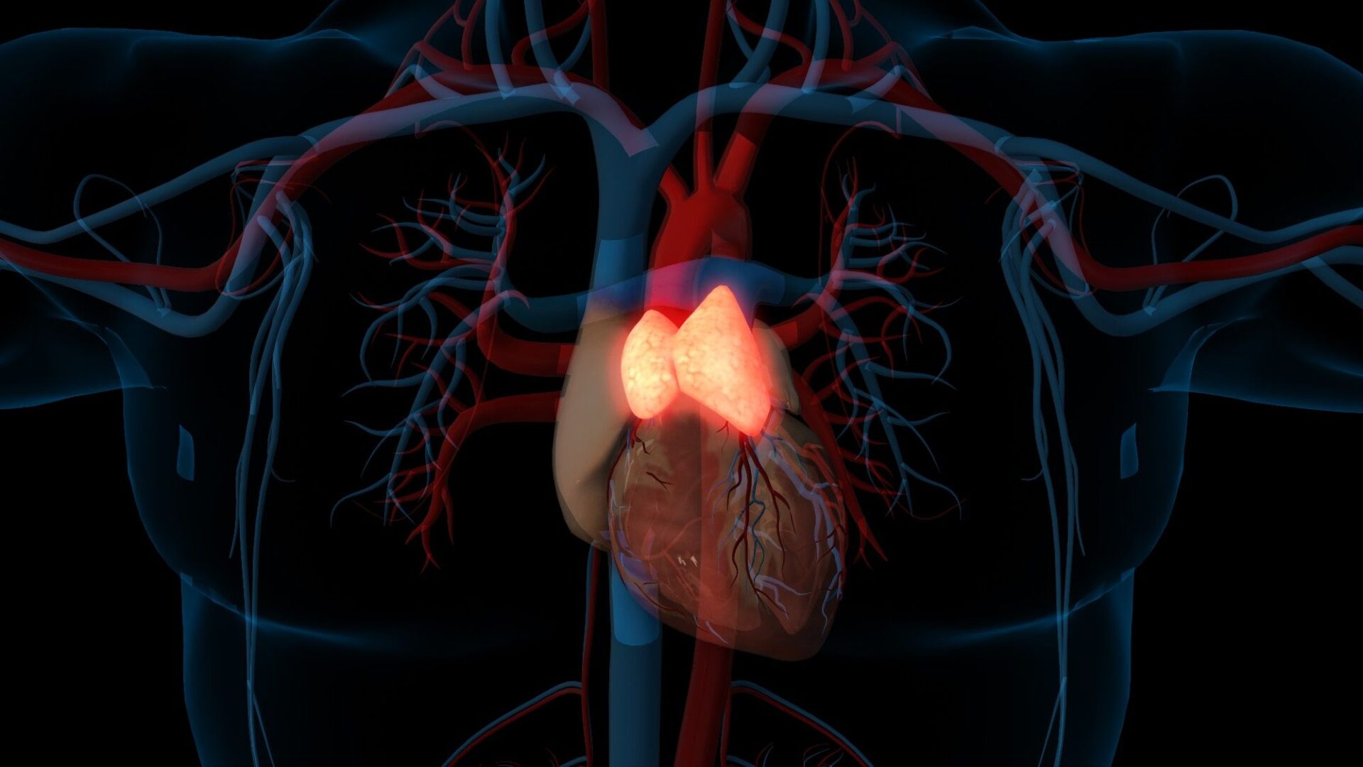 The thymus may play a significant role in overall health