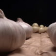Eat raw garlic daily? Shocking health benefits revealed