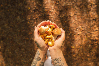 Moderate UV light is best when it comes to boosting the vitamin D content of edible mushrooms, McGill study finds