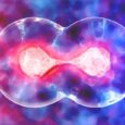 A common nutrient helps cells power up, and scientists found the hidden switch behind it