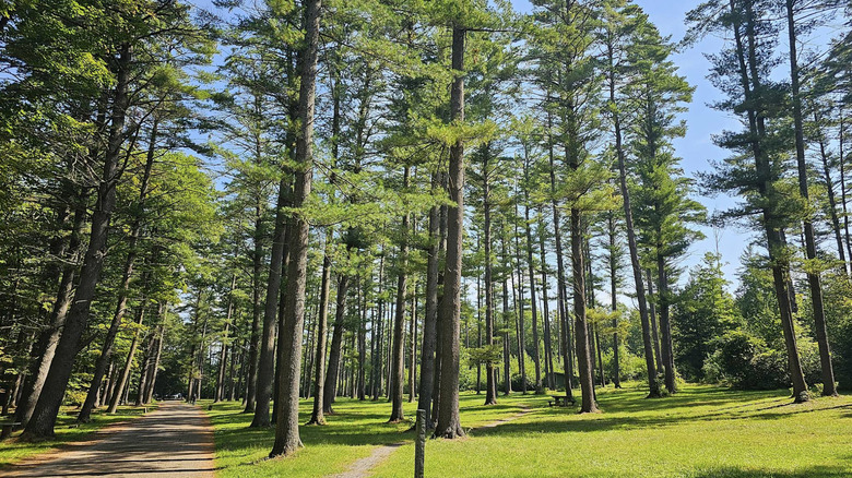 Trees and grass in Claremont, New Hampshire's Moody Park