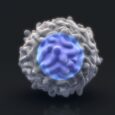 Weight loss may not erase obesity’s impact on immune cells