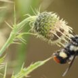 May: Fewer insects fewer nutritious crops