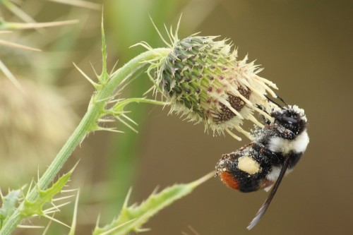 May: Fewer insects fewer nutritious crops