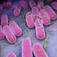 Salmonella linked to moringa leaf powder in supplements