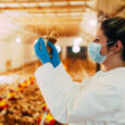 Live homologous efficacy against Newcastle Disease genotype 7
