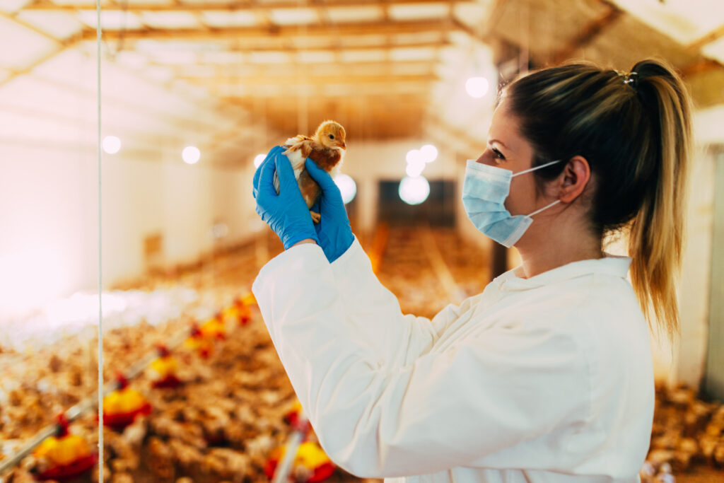 Live homologous efficacy against Newcastle Disease genotype 7