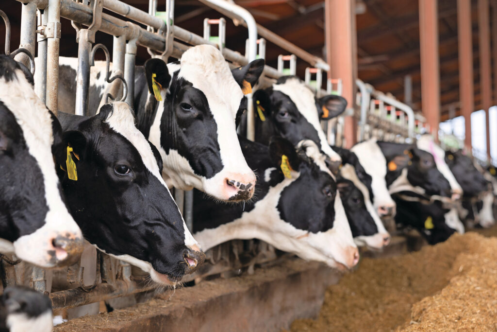 Essential oils and spices: A natural tool for dairy cow nutrition