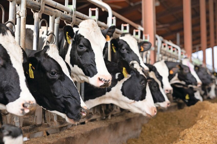 A field trial demonstrated that supplementing high-producing Holstein cows with essential oils and spices significantly improves feed efficiency, milk production and composition, antioxidant status, and apparent digestibility of all major nutrients. Photo: Phodé