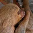 2nd rescued sloth dies at local zoo after Sloth World closure