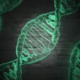 Genetic Mutations Help Stem Cells Evade Immunity in Anemia