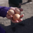 Cory Elementary wellness program teaches kids to grow their own food