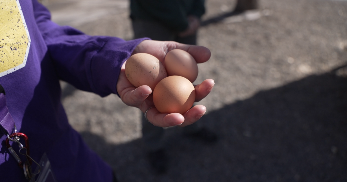 Cory Elementary wellness program teaches kids to grow their own food