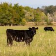 Heat Stress Nutrition and Management Insights for Livestock