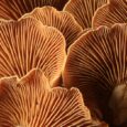 How to Unlock The Secret Power of The Mushrooms