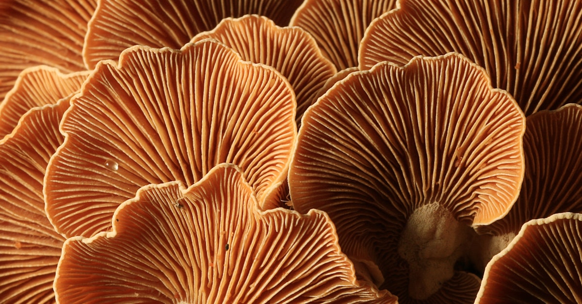 How to Unlock The Secret Power of The Mushrooms