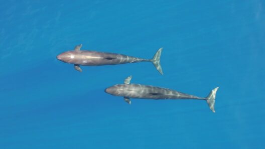 two whales