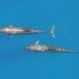 Aerial view of two false killer whales