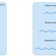 Short- & medium-chain fatty acids: fundamentals and functions in swine - Articles