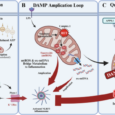 Mitochondria as convergence hubs for innate immunity pathways