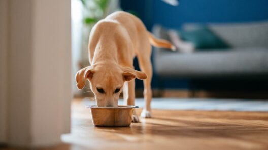 FDA: Pet food recalled over nutritional deficiency