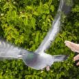 Pigeons' immune system can sense Earth’s magnetic field, study suggests – Physics World