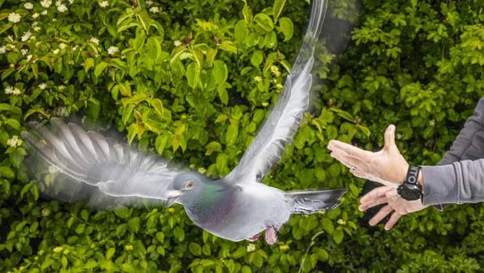 Pigeons' immune system can sense Earth’s magnetic field, study suggests – Physics World