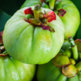 France renews Garcinia cambogia ban, EU extends safety consultation