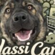 YASSI Cart Emerges as a Trusted Destination for Pet Wellness and Safety Products in a Rapidly Growing Industry