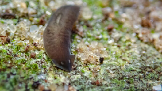 Flatworms immune cells explode to destory mutated cells