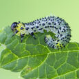 A green leaf, partly eaten, with a caterpillar with black spots doing the eating.