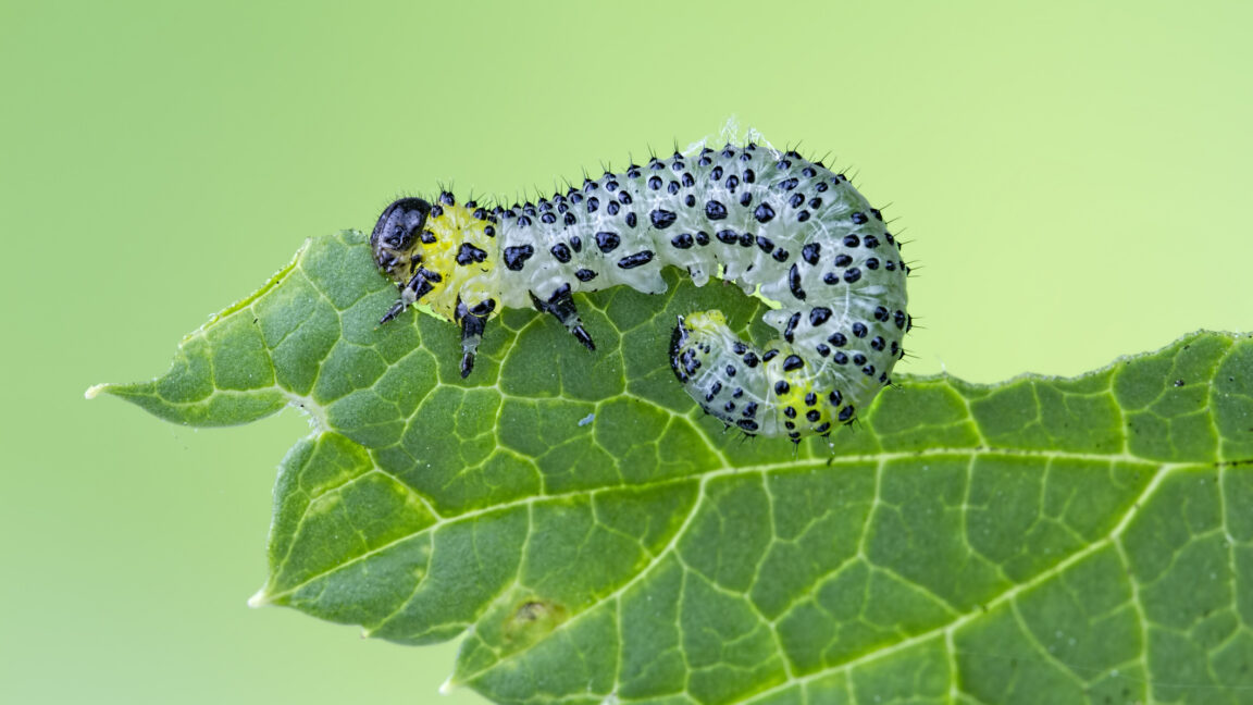 A green leaf, partly eaten, with a caterpillar with black spots doing the eating.