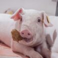 Trouw Nutrition launches piglet training bar for feed transition