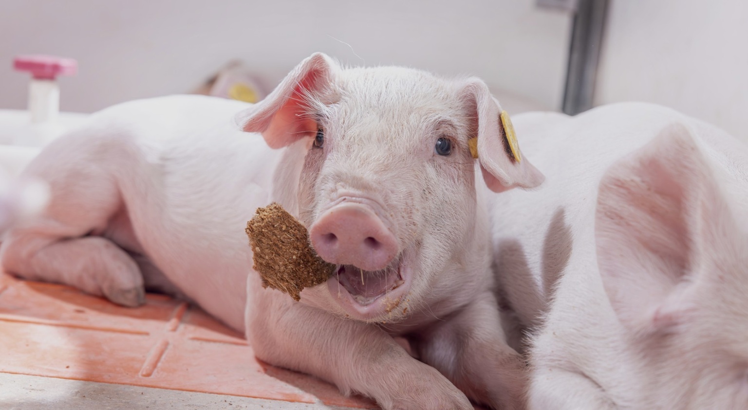 Trouw Nutrition launches piglet training bar for feed transition