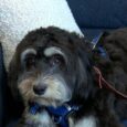 Charlotte-Mecklenburg police adds therapy dog to help with employee mental health, wellness