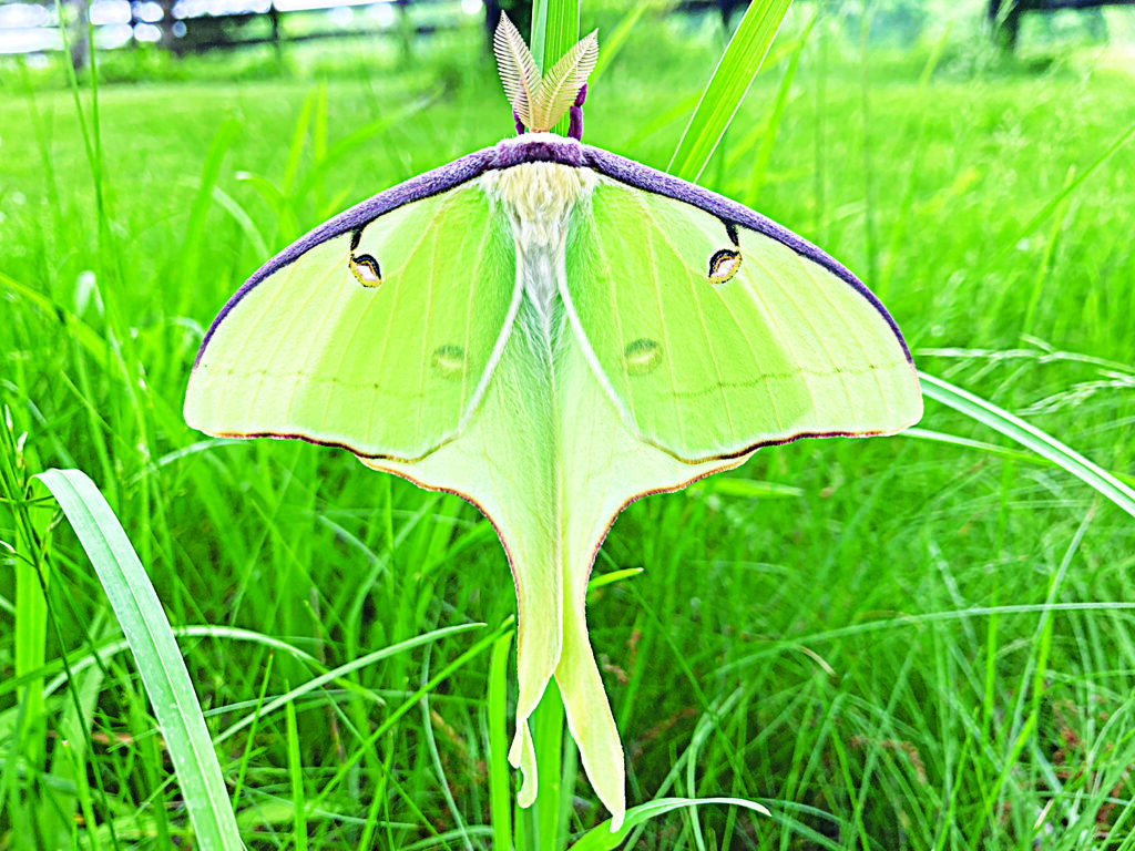 Nature Rambles: Emerging beauty - The Community Word